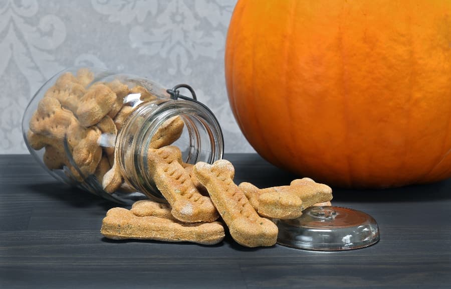 Pumpkin guts hot sale dog treats